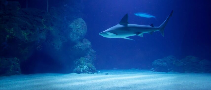 Haai in dierentuin
