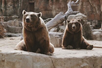Beren in dierentuin