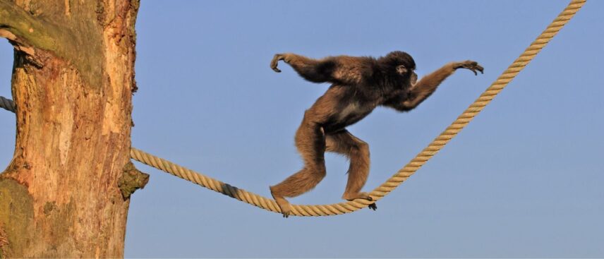 Dierentuinen Nederland