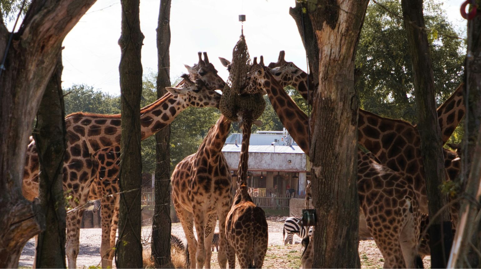 Alle dierentuinen in Nederland! - Een complete lijst