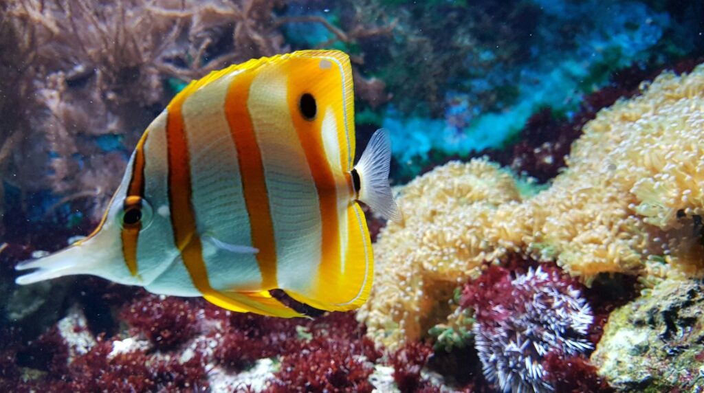 Visje in dierentuin Artis