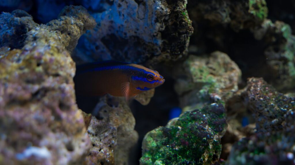 Visje in aquarium van dierentuin