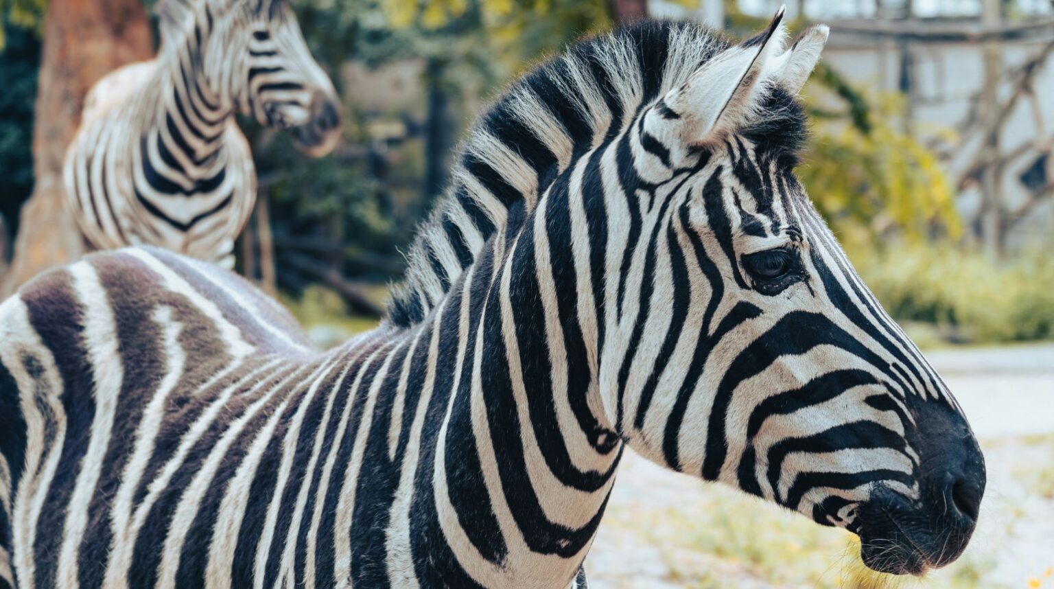 Alle dierentuinen in Nederland! - Een complete lijst