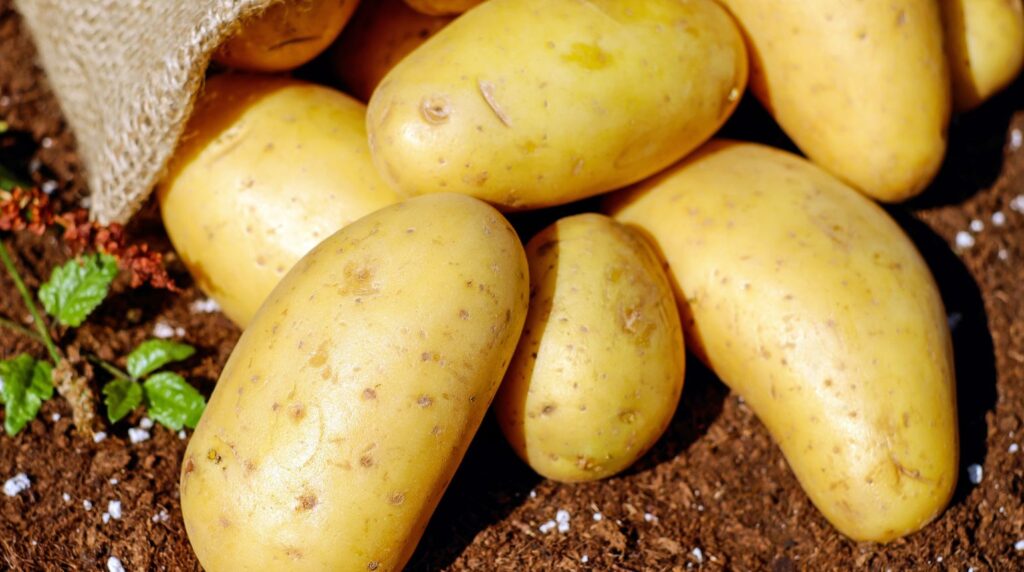 seizoensgroente aardappel