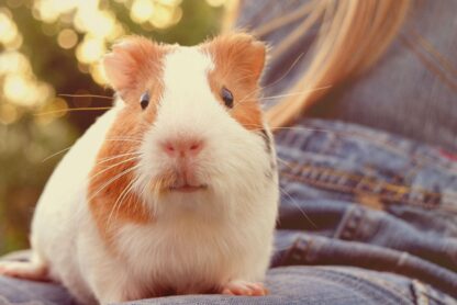Cavia