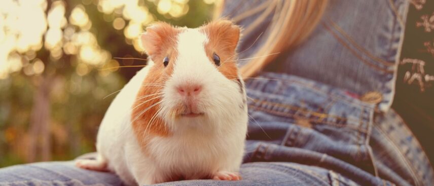 Cavia