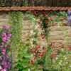 Klimplanten combinaties