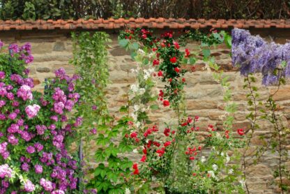 Klimplanten combinaties